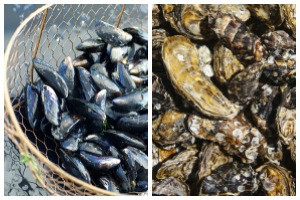 Shellfish sites (oysters, mussels)