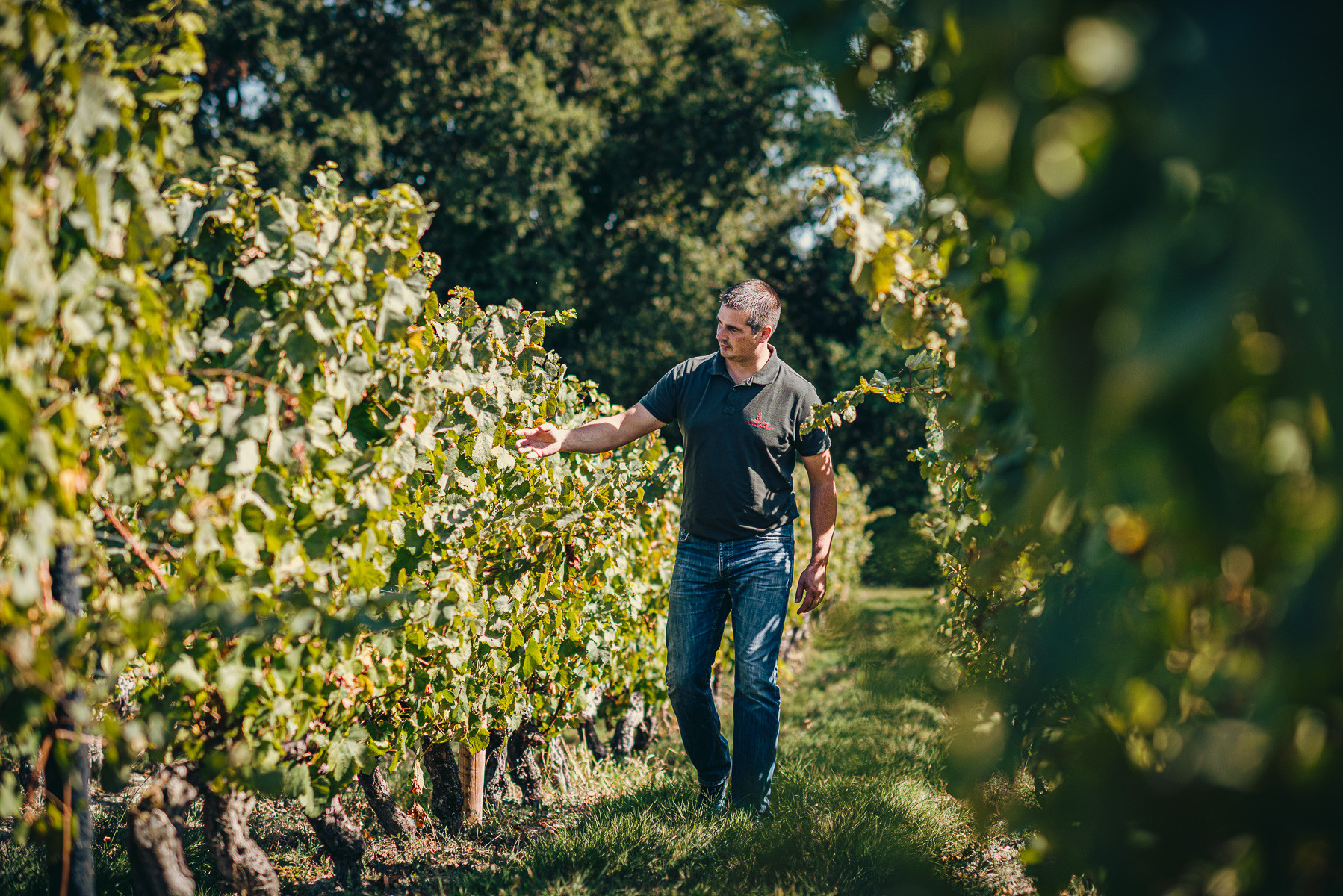 domaine vigne Villeneuve en Retz