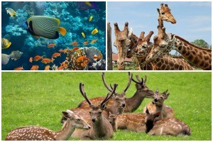 Sites animaliers