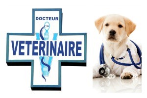 Vétérinaires