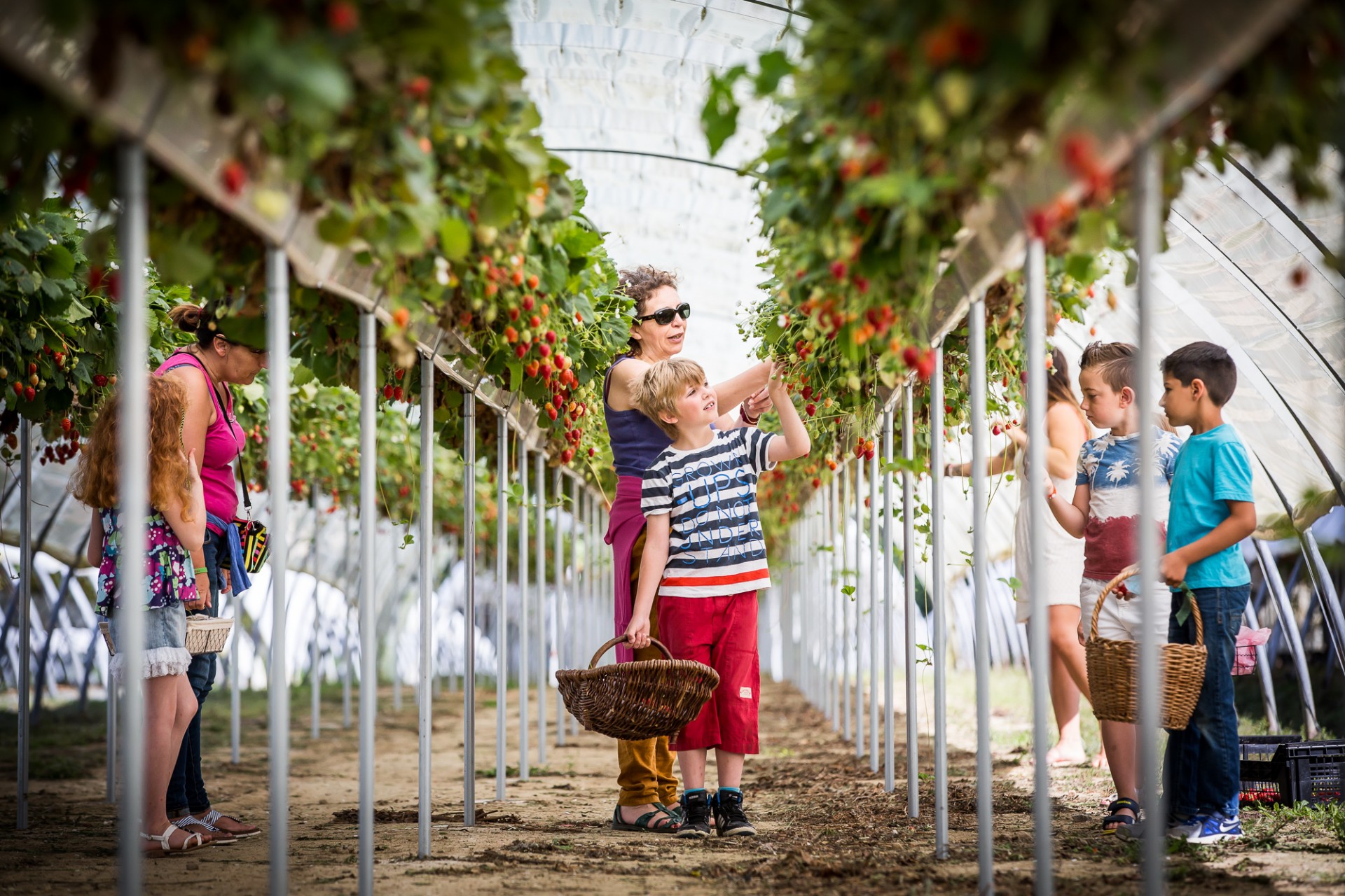 fraise, la fraiseraie pornic, cueillir fraises pornic, la fraiseraie destination pornic