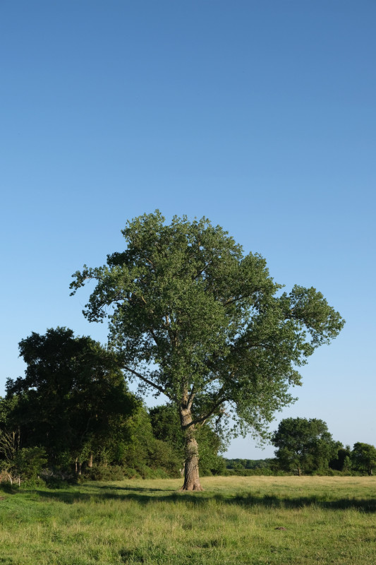 Arbres de charme à Chauvé