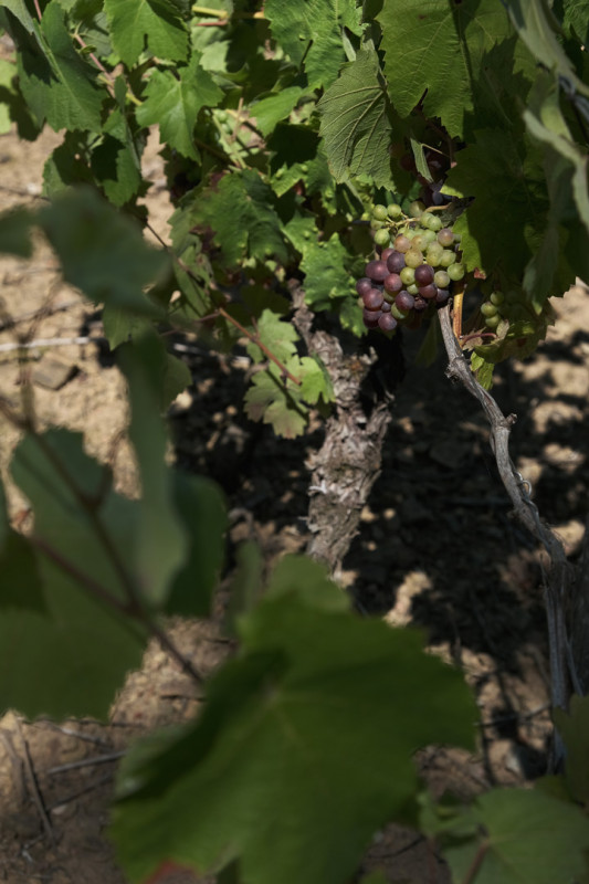 balade, balade pédestre, balade nature, randonnée, randonnée pédestre, circuit pédestre, balade à port saint père, randonnée à port saint père, vignes, planète sauvage