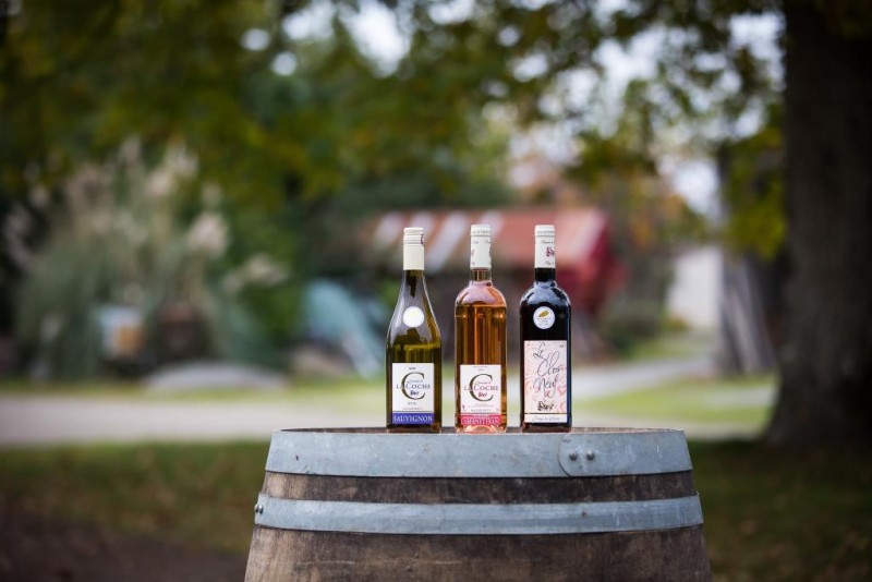 vignoble, caviste, dégustations, Sainte Pazanne, Pays de retz, Vins, découverte vignoble, vigneron indépendant, Muscadet, Grolleau, Sauvignon, Cabernet Franc et Clos Neuf