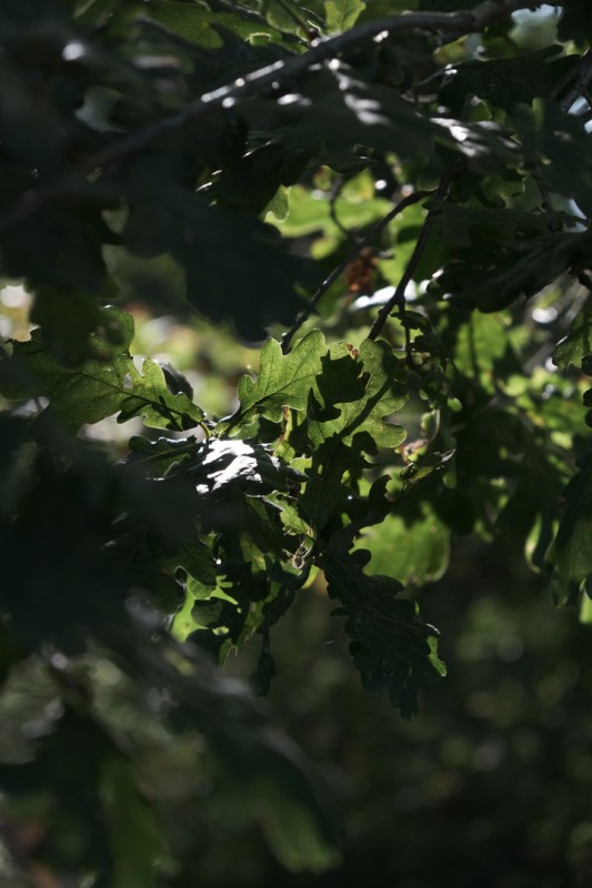 Feuille de chêne