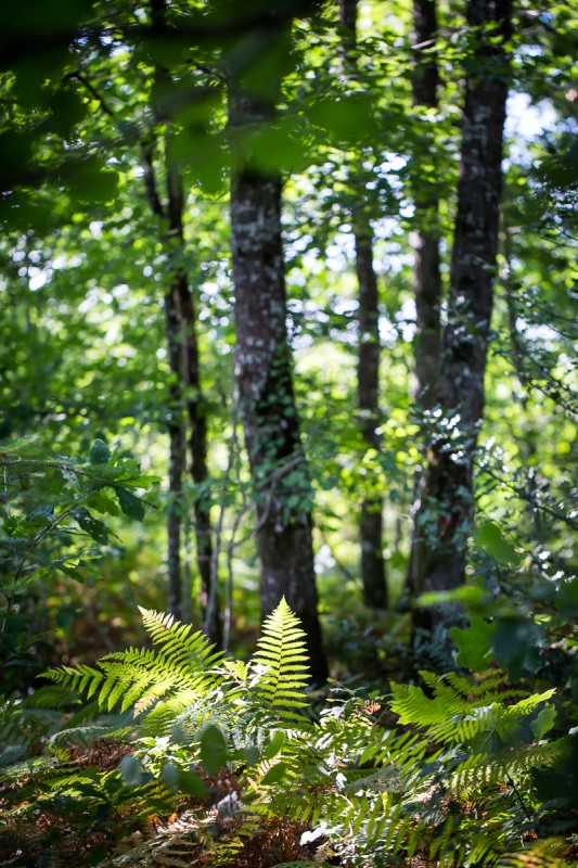 forêt de princé, forêt, chéméré, chaumes en retz, balade en forêt