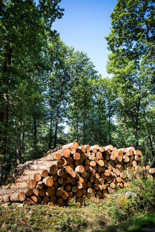 Forêt de Princé à Chéméré