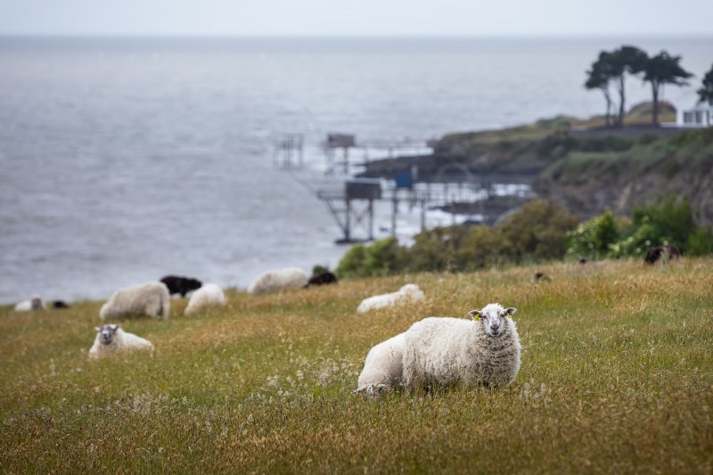 la-fontaine-aux-moutons-m-lanie-chaigneau-bd-3-2952