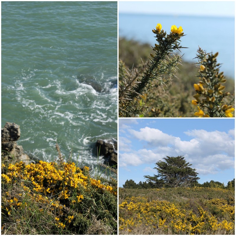 lande d'ajoncs, ajoncs, nature, espace naturel sensible, loire atlantique, prefailles, destination pornic, sentier cotier, sentier des douaniers