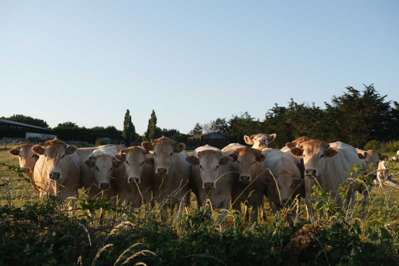 Les jolies vaches de Chauvé