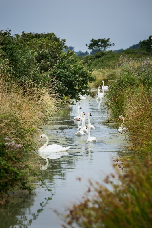 cygne, animal, nature, patrimoine naturel, faune et flore, marais de lyarne, les moutiers en retz