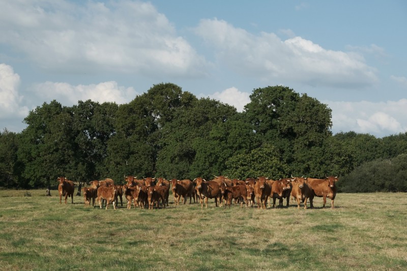 Nos amies les vaches