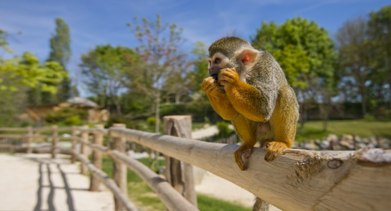 safari, port saint père, planète sauvage, wildlife park