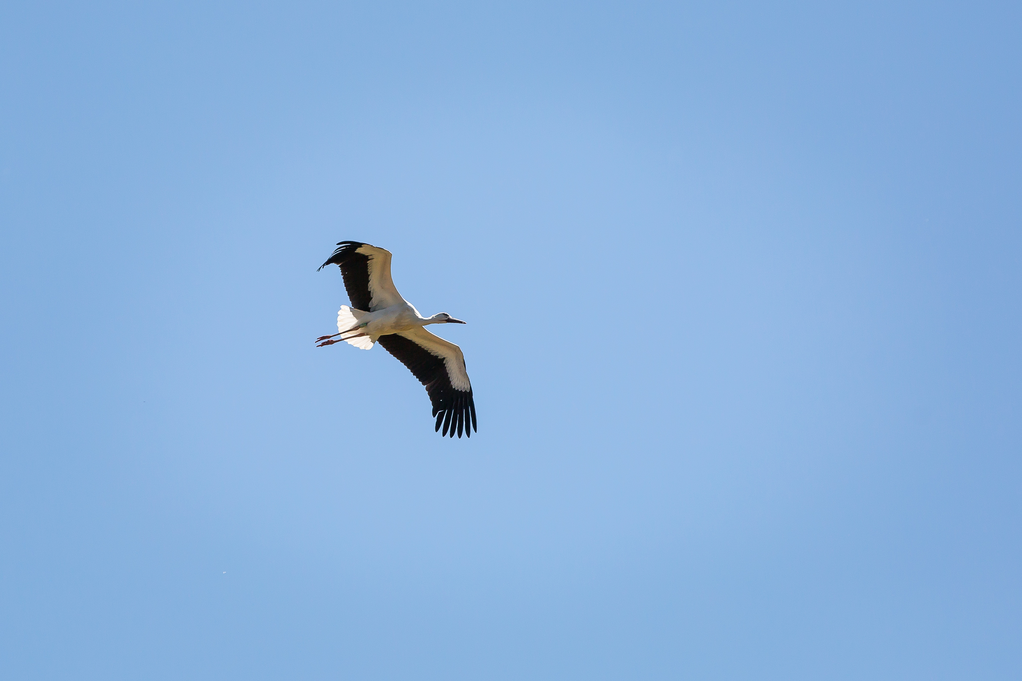 marais bocage biodiversité cigognes faune et flore  - © Mélanie Chaigneau