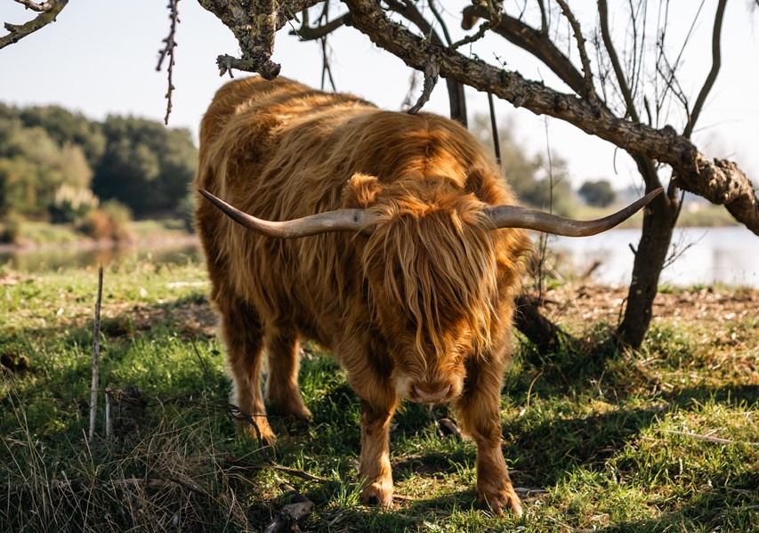 Vache Highland Marais de Lyarne Les moutiers-en-Retz ecopâturage - © Ypov Agency