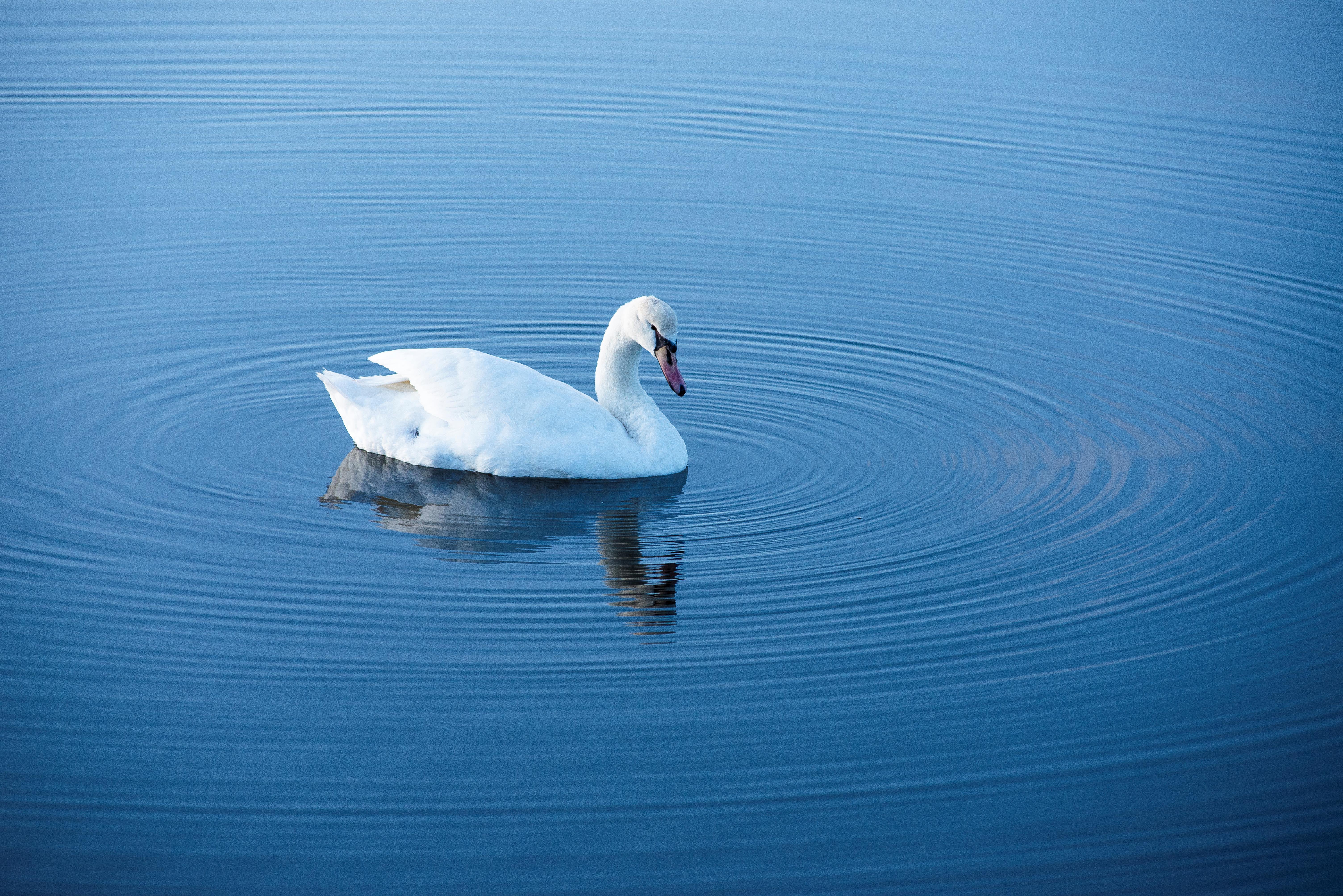 Cygne oiseau faune Marais de Lyarne Les Moutiers-en-Retz - © Patrick Gérard