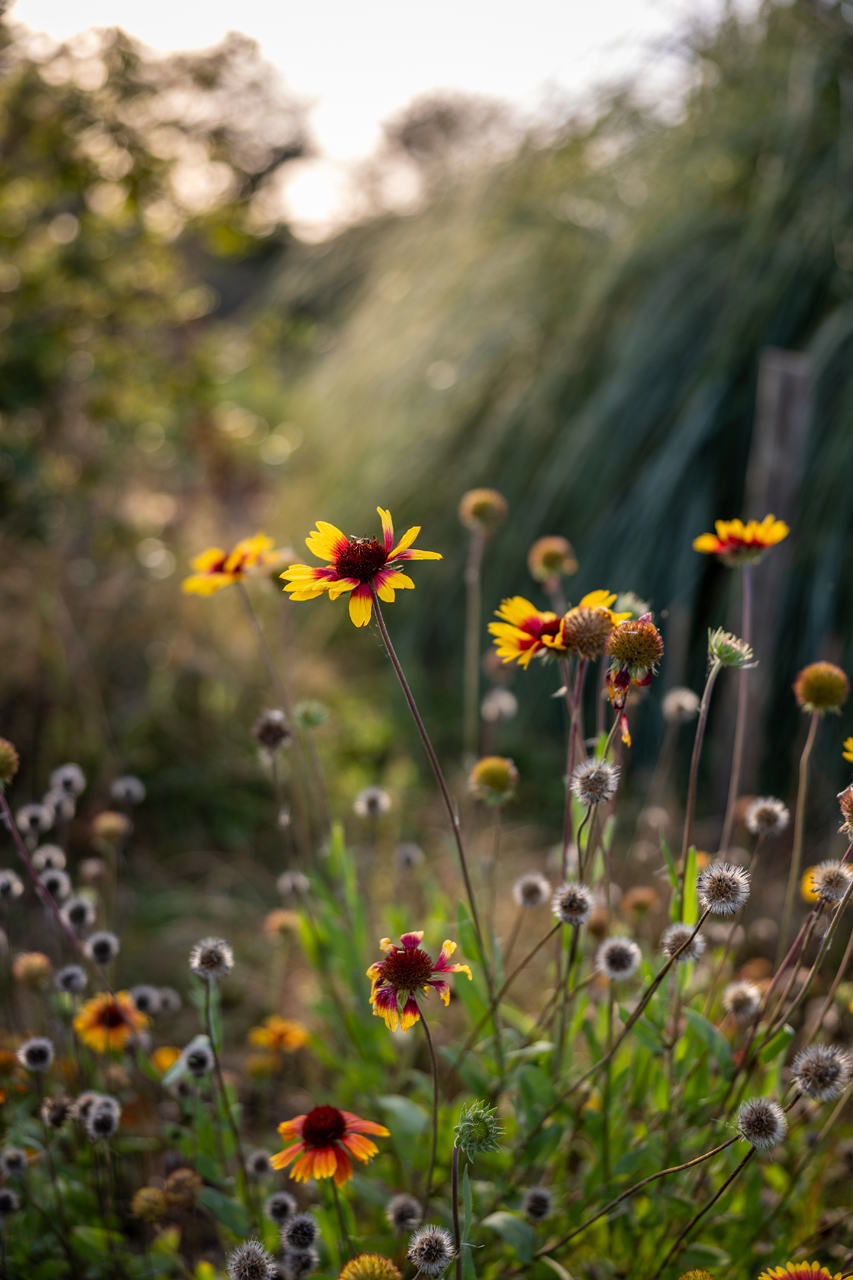 saint hilaire de chaleons campagne ville destination pornic pays de retz fleurs - © Ypov Agency