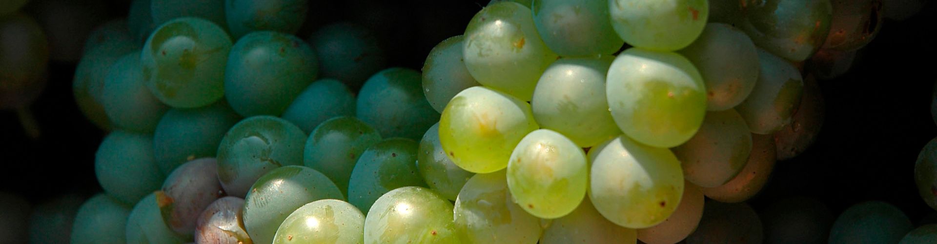 Domaine de la Coche Sainte-Pazanne - &copy; Emeline Boileau