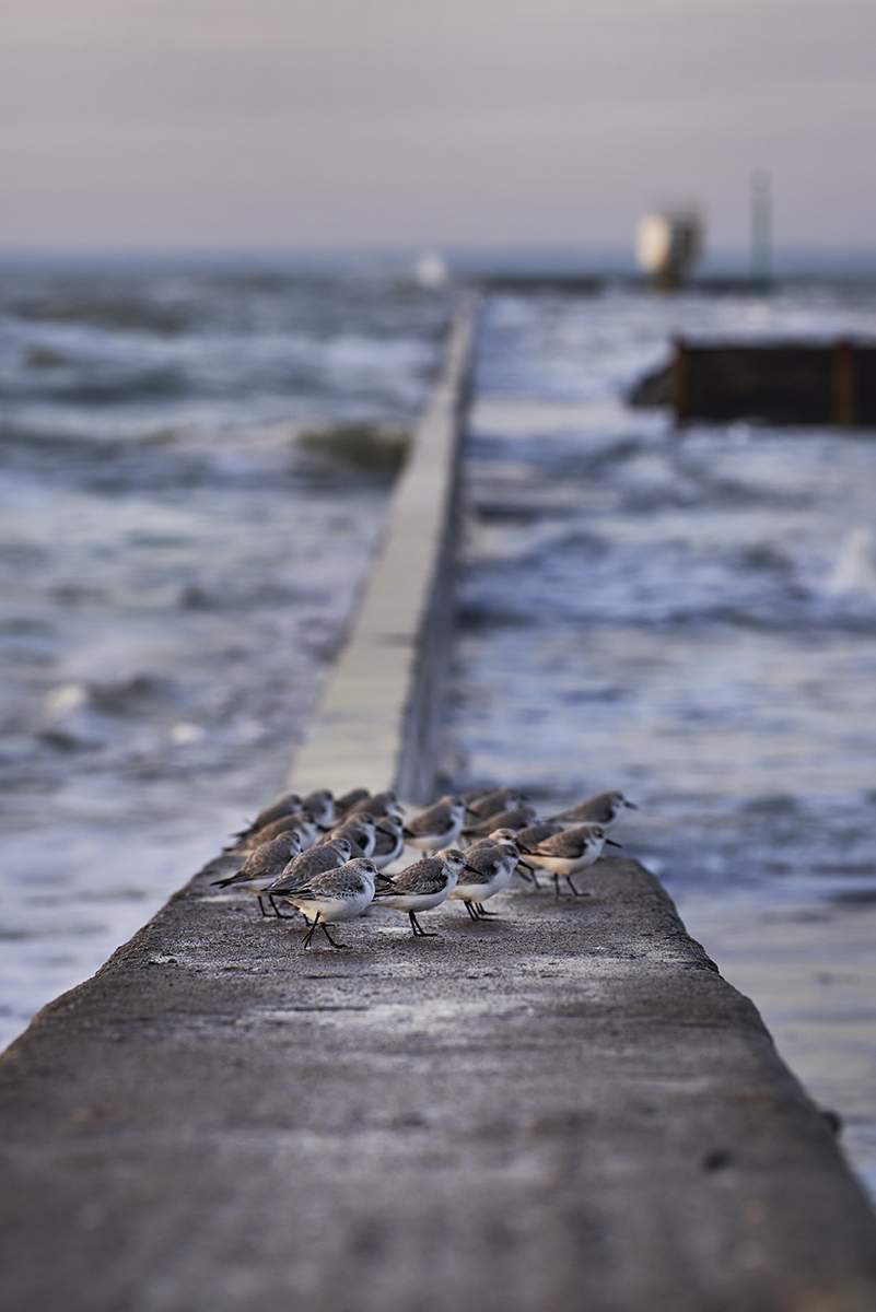 Saint-Gildas Point in Préfailles - &copy; Vincent Ducarne
