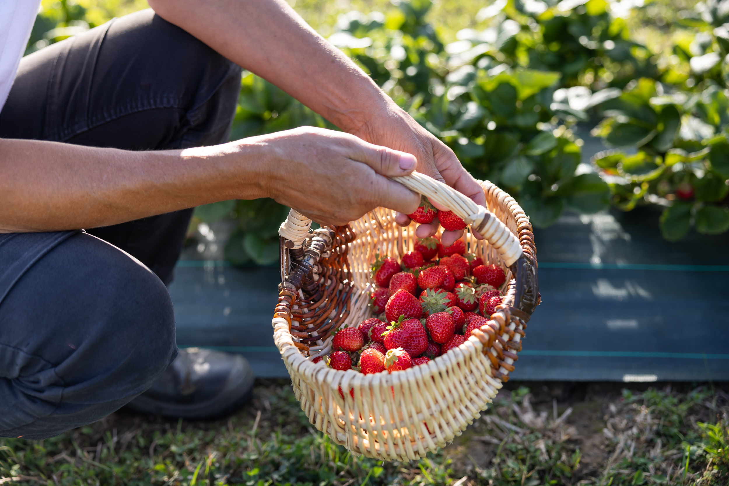 cueillette fraises Chauvé - &copy; Mélanie Chaigneau