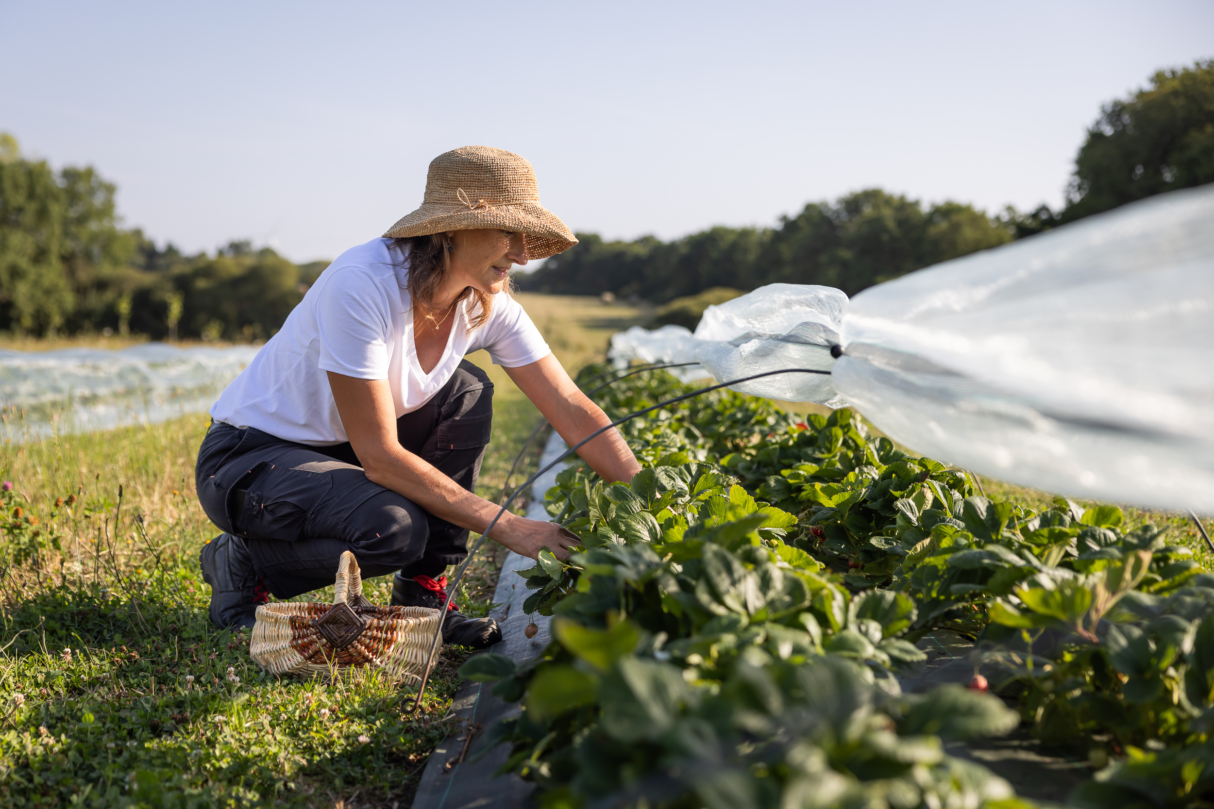 ferme fruitière et aromatique chauvé - &copy; Mélanie Chaigneau