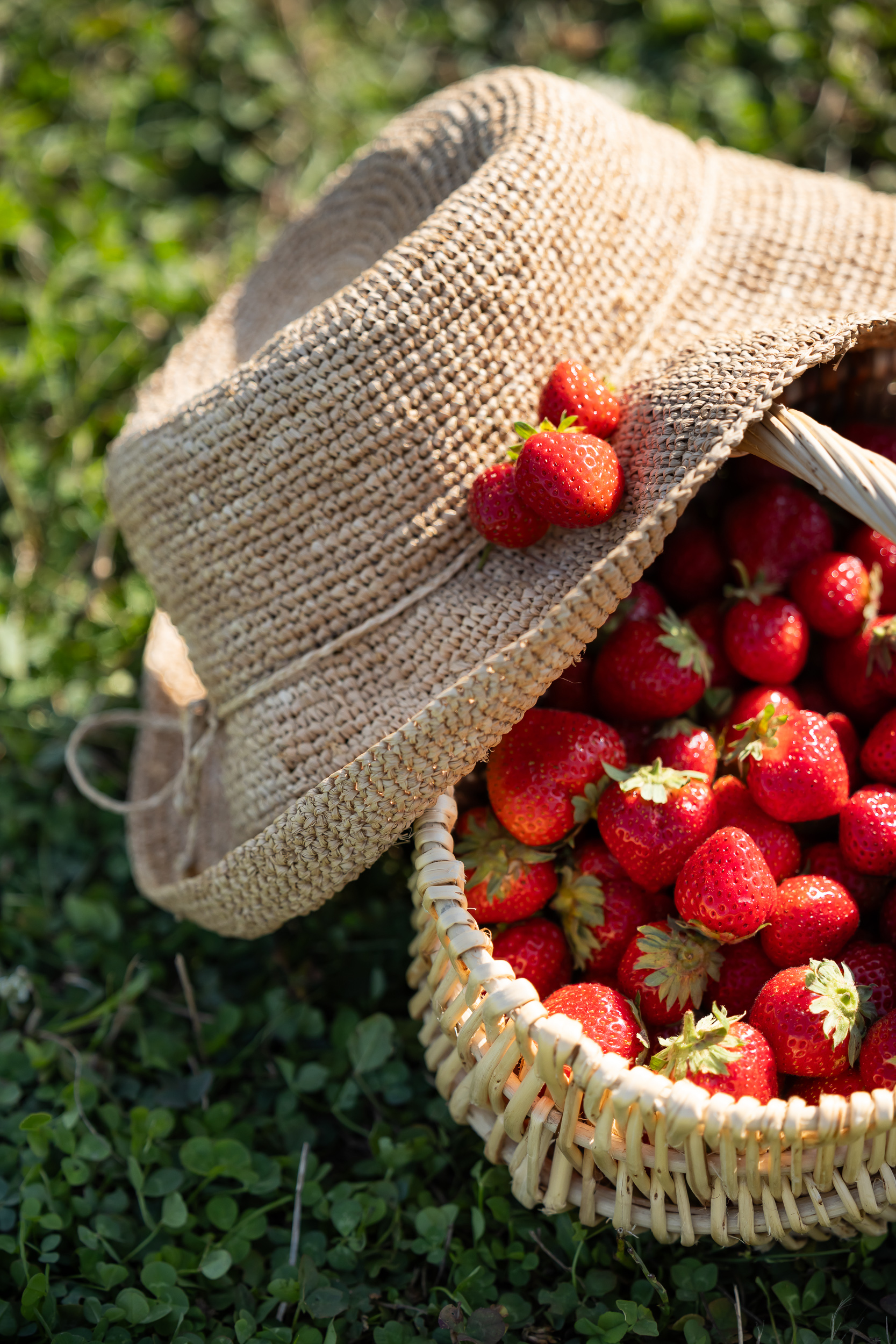 cueillette fraises chauvé - &copy; Mélanie Chaigneau