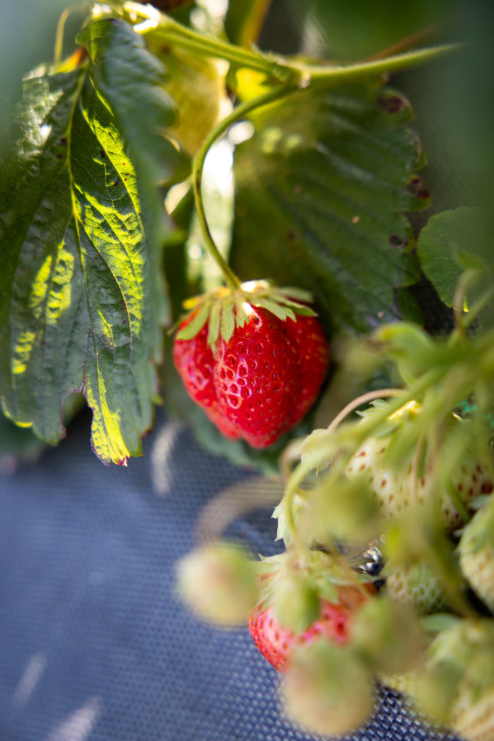 ferme fruitière et aromatique chauvé - &copy; Mélanie Chaigneau