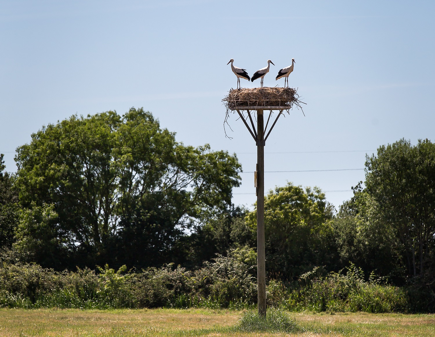 Vue nid cigogne oiseaux migration nature arbre