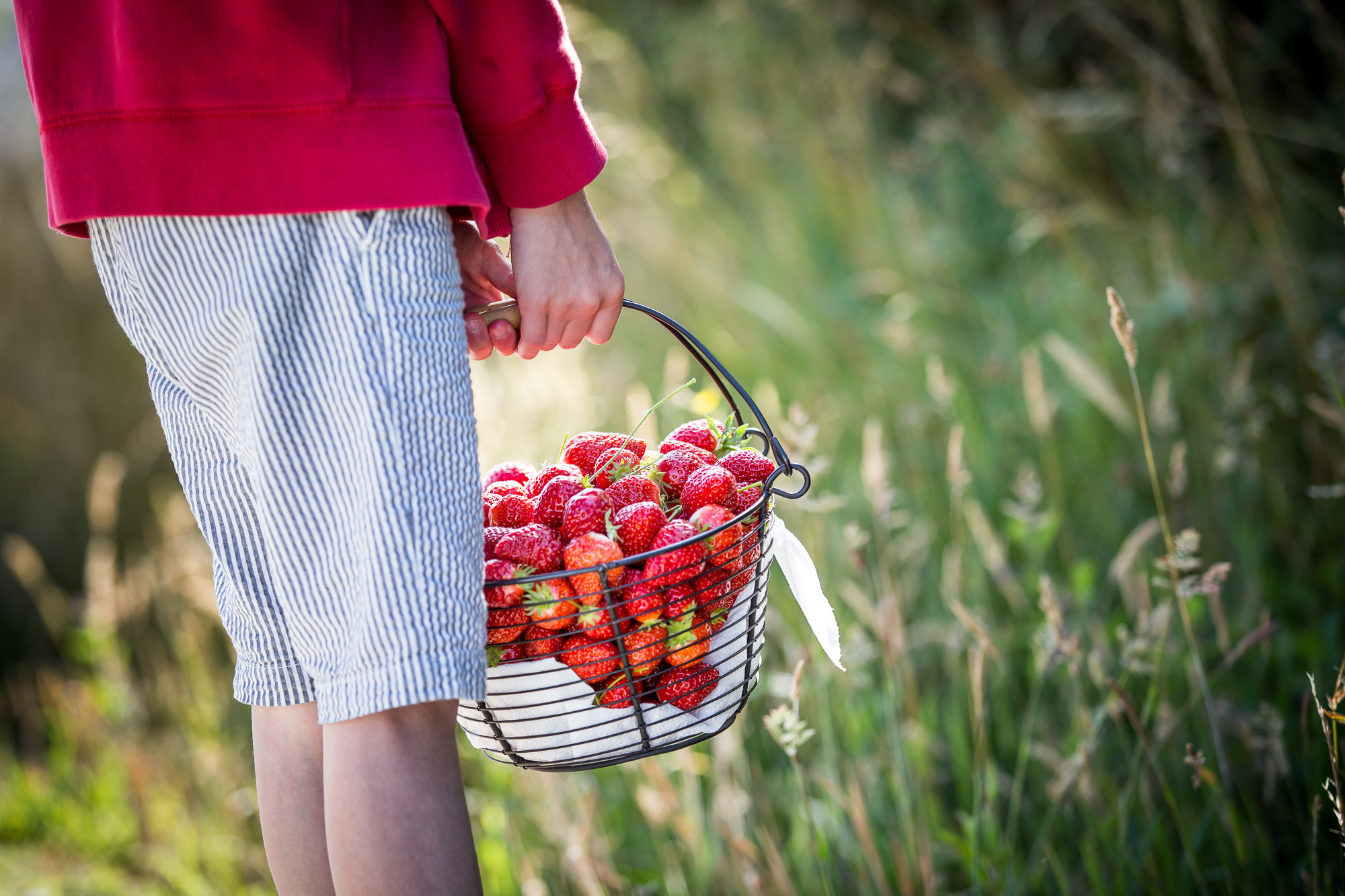 la fraiseraie pornic erdbeere rote früchte lokale produkte loire-atlantique gourmet - © Mélanie Chaigneau