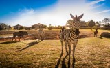 zèbre, animaux, zoo de la boissière du doré, zoo vendée, destination pornic