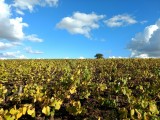 Les vignes du Loroux bottereau, Le vignoble de Nantes