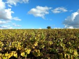 vignoble nantais, autours de pornic