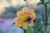 le pot'aux fleurs jardin naturel plantes aromatiques florence daspremont chauvé pays de retz proche pornic