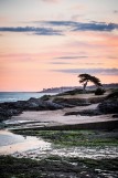 coastal path, tree, cypresses de lambert, walk, pornic