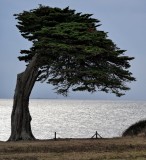 coastal path, tree, cypresses de lambert, walk, pornic