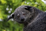 binturong, Zoo, animal, boissière, autour destiantion, autour pornic