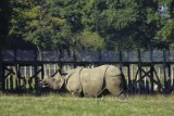 rhino-5933