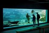 branfere-aquavision-phoque parc animalier botanique parcabout visite autour pornic