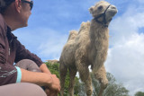 L'écrin de la belle étoile, llama and alpaca breeder 