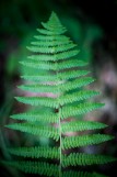 Circuit pédestre en pleine nature, Forêt de Princé