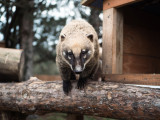 parc animalier chouette sorties famille autour de nantes loire atlantique Coatis nature enfants