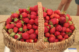 organic strawberry picking Pornic