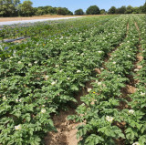 organic vegetable picking Pornic