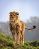 Lion, animaux, zoo de la boissière du doré, zoo vendée, destination pornic