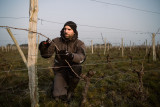 domaine des sylphes vineyard cellar les moutiers en retz pornic