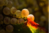 domaine des sylphes vignoble cave les moutiers en retz pornic