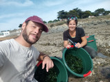 Cueillette des algues, produits locaux, Alg'dente, tartare aux algues, pesto aux algues, sortie nature, La plaine sur mer, laitue de mer, produits de la mer