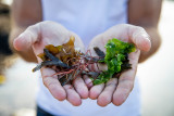 Cueillette des algues, produits locaux, Alg'dente, tartare aux algues, pesto aux algues, sortie nature, La plaine sur mer, laitue de mer, produits de la mer