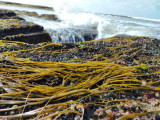 Cueillette des algues La Plaine-sur-Mer produits locaux sortie nature produits de la mer