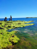 Cueillette des algues La Plaine-sur-Mer produits locaux sortie nature produits de la mer